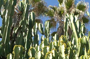 Estepona, bloemen en planten